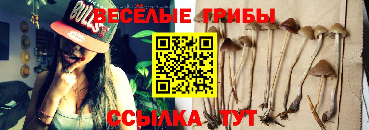 Галлюциногенные грибы Psilocybe Белгород
